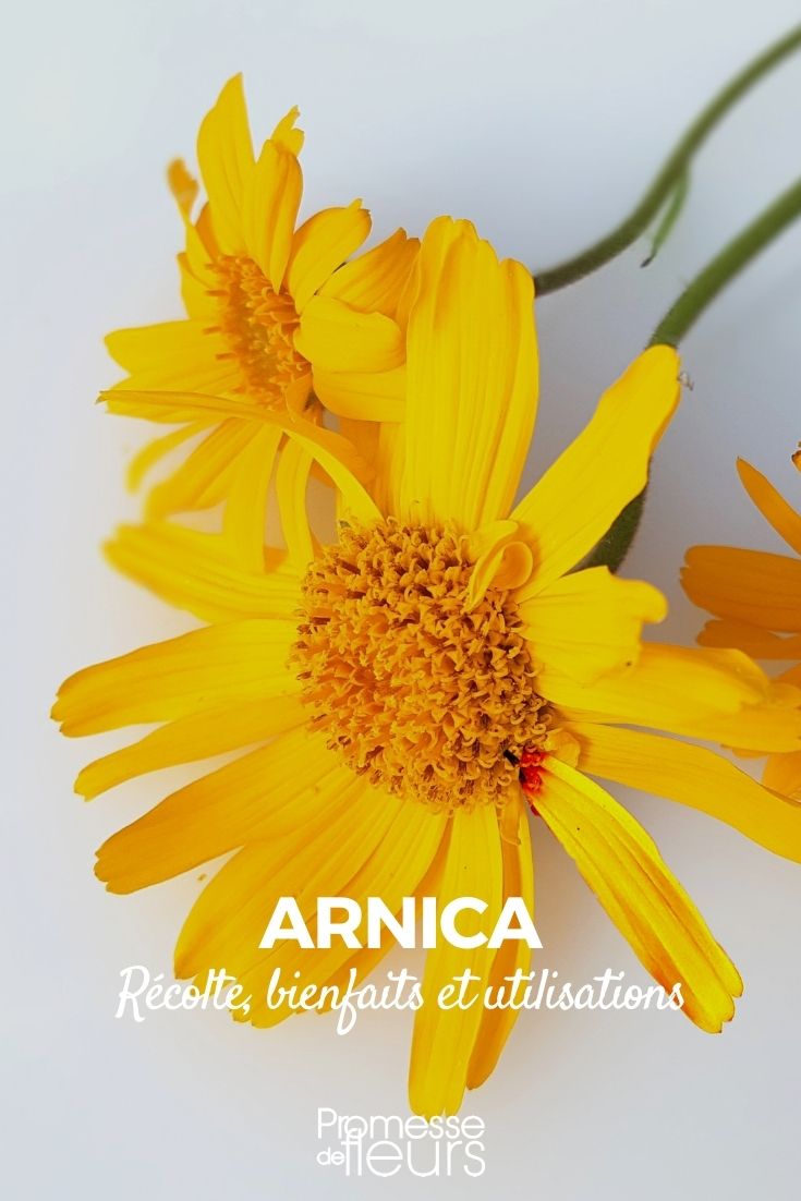arnica: benefits and uses arnica benefits uses