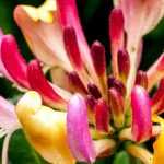 Honeysuckle: the most beautiful varieties