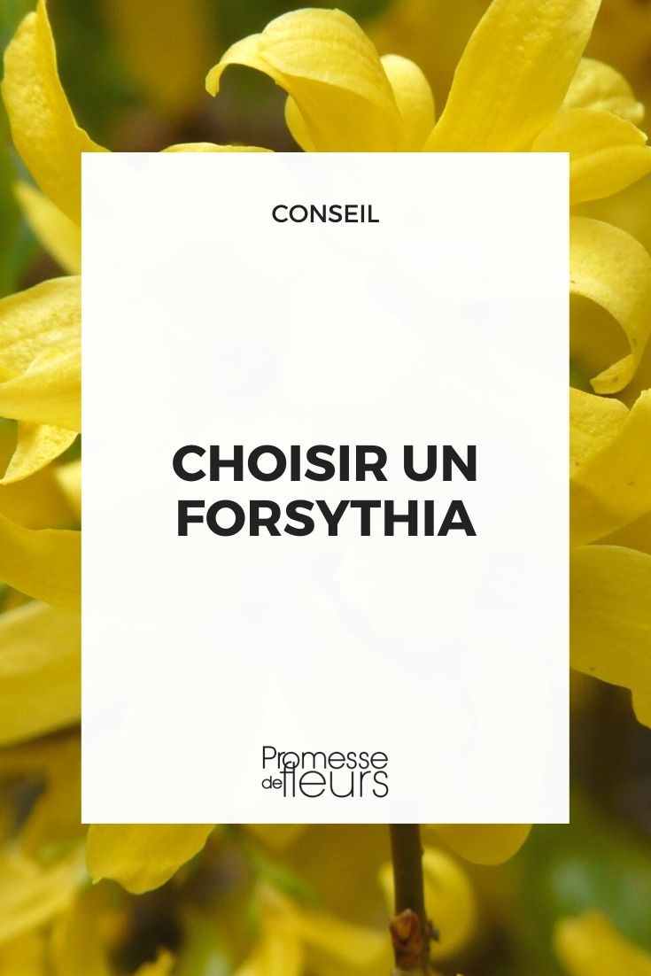 [plant id="1234" name="Forsythia" color="yellow"]