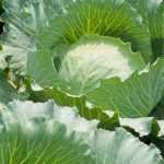 Spring cabbage or early cabbage: how to grow it?