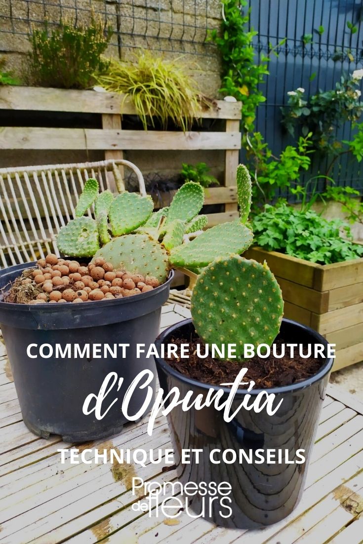 how to take a cutting from an opuntia