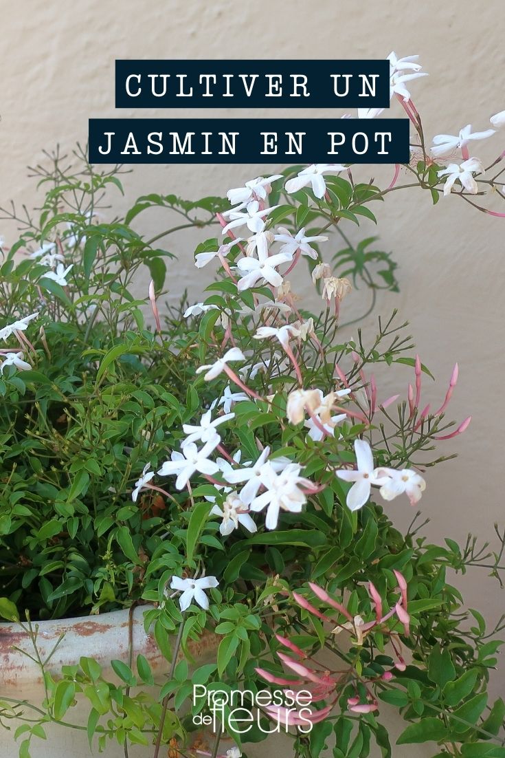 jasminum nudiflorum naked jasmine pot container