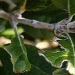 Diseases and Pests of Feijoa