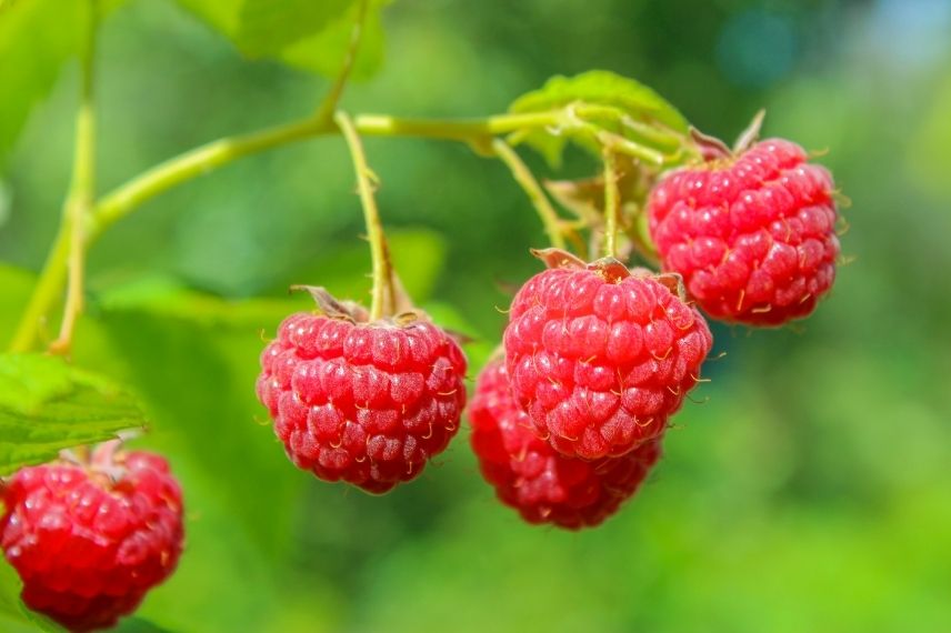 raspberry bush