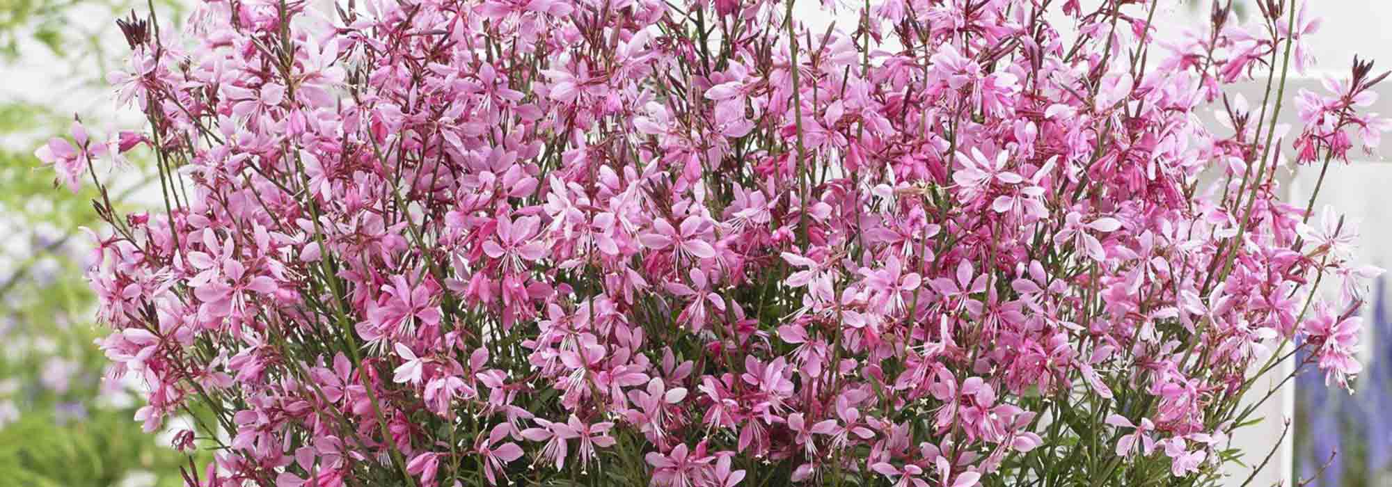 Choosing a Gaura