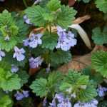 How to pair ground ivy?