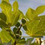 Diseases and Pests of the Fig Tree