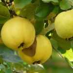Diseases and Pests of the Quince Tree