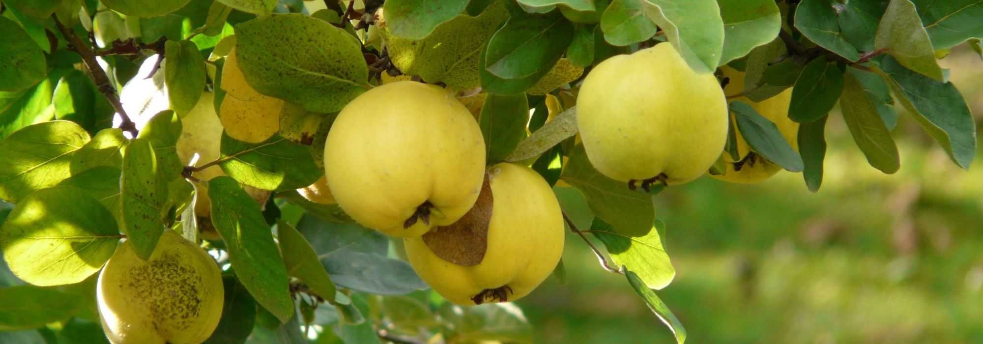 Diseases and Pests of the Quince Tree