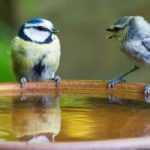 How to provide water for birds in summer and winter?