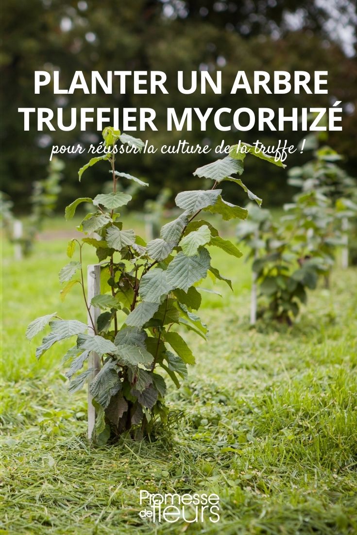 planting mycorrhized truffle tree