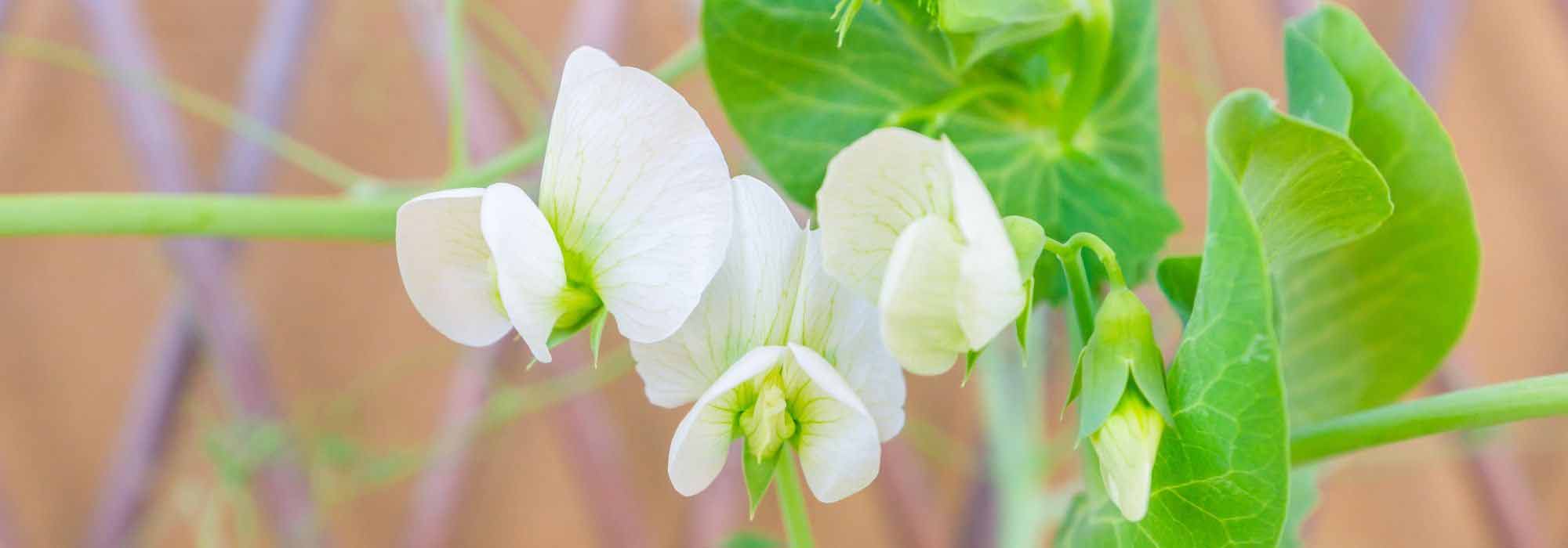 How to grow sweet peas in pots?