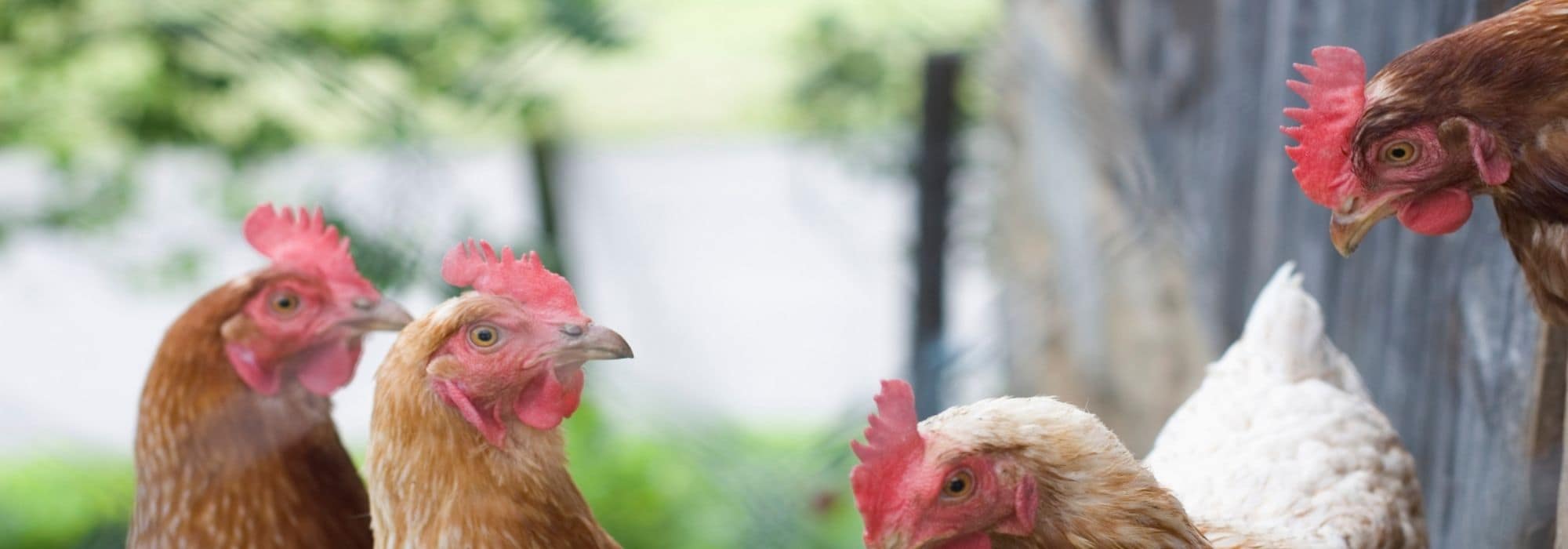 Signs that a hen is healthy
