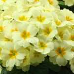 10 primroses to grow in pots