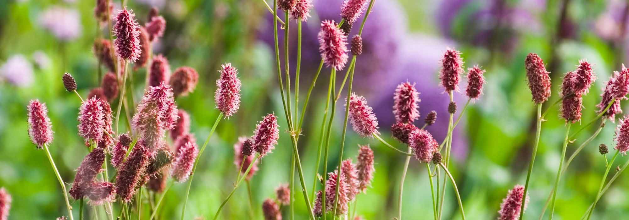 6 ideas for pairing Sanguisorba