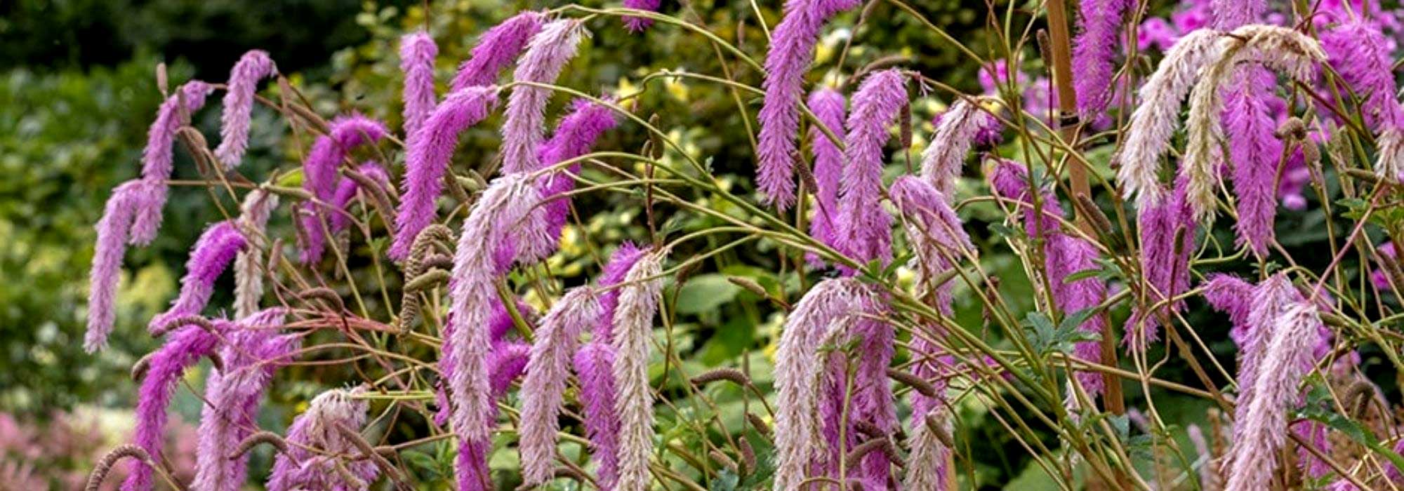 Choosing a Sanguisorba