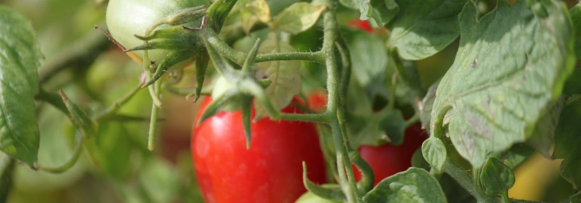 Common misconceptions about growing tomatoes