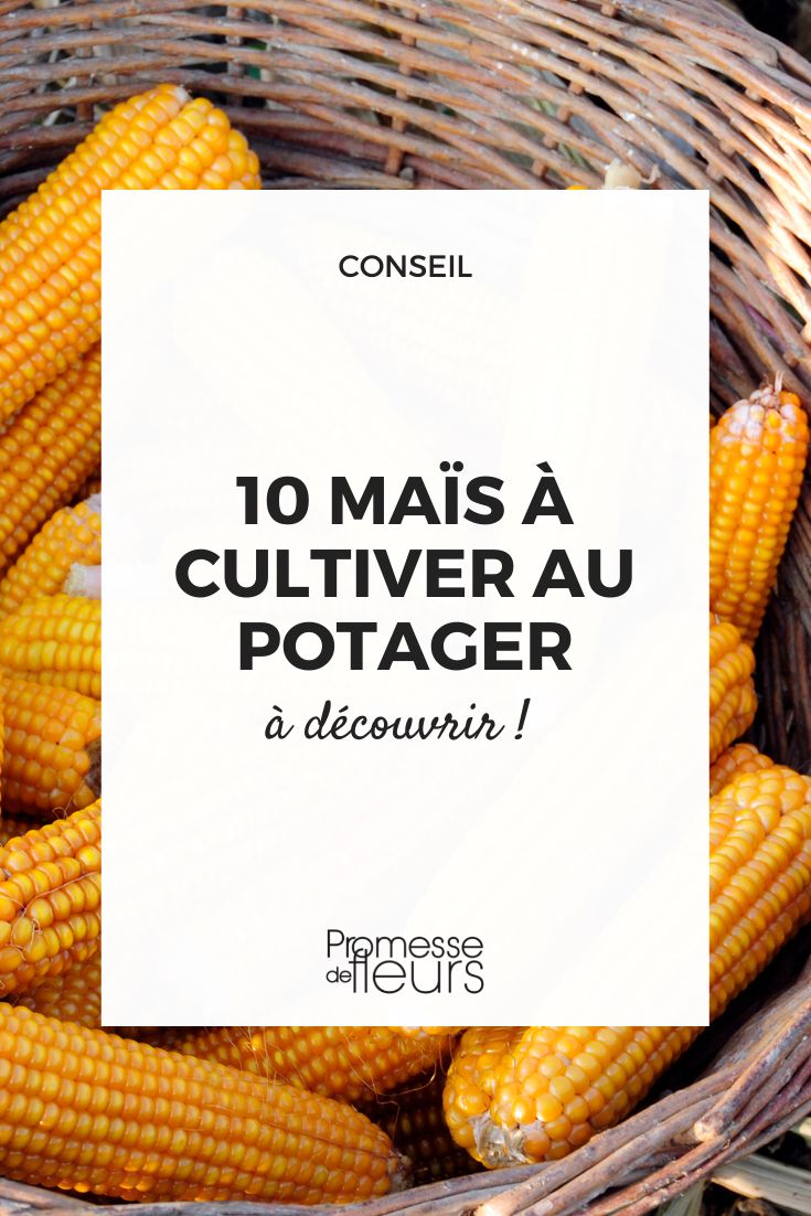 10 {glossary}corn{/glossary} varieties to grow in the vegetable garden Easy Sweetcorn in the Vegetable Garden