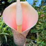 # Amorphophallus: Planting and Care  

## Introduction  
The *Amorphophallus*, commonly known as the "Voodoo Lily" or "Devil's Tongue," is a fascinating tuberous plant renowned for its spectacular inflorescence and distinctive scent. Native to tropical regions of Asia and Africa, this exotic plant will add an unusual touch to your garden or indoor space.  

## Planting  

### When to Plant  
The best time to plant *Amorphophallus* tubers is in **spring**, once the risk of frost has passed and the soil has warmed up.  

### Where to Plant  
- **Outdoors**: Choose a **sheltered, partially shaded** spot with well-draining, humus-rich soil.  
- **Indoors**: Plant in a **large pot** with drainage holes, using a mix of potting compost and perlite.  

### How to Plant  
1. **Prepare the soil**: Loosen it and enrich it with compost.  
2. **Plant the tuber**: Place it **horizontally**, about **10–15 cm deep**, with the growing tip facing upwards.  
3. **Water lightly**: Keep the soil **moist but not waterlogged**.  

## Care  

### Watering  
- **During growth**: Water **regularly**, ensuring the soil stays **damp**.  
- **Dormancy period (winter)**: **Reduce watering** significantly to prevent rot.  

### Fertilising  
Apply a **balanced liquid fertiliser** every **2–3 weeks** during the growing season to support vigorous growth.  

### Winter Care  
- **In cold climates**: Dig up tubers before the first frost and store them in a **cool, dry place** (10–12°C).  
- **In pots**: Move indoors to a frost-free location.  

## Common Issues  

### Pests & Diseases  
- **Slugs and snails**: Protect young shoots with organic deterrents.  
- **Root rot**: Avoid overwatering and ensure good drainage.  

### Flowering & Scent  
The **large, striking flower** emits a strong odour resembling **rotting meat** to attract pollinators—best appreciated from a distance!  

## Conclusion  
With its dramatic appearance and easy-care nature, *Amorphophallus* is a must-have for exotic plant enthusiasts. Follow these simple guidelines, and you’ll enjoy its unique beauty year after year.  

**Tip**: Pair it with ferns or hostas for a striking tropical effect!  

---  
*Happy gardening!* ????