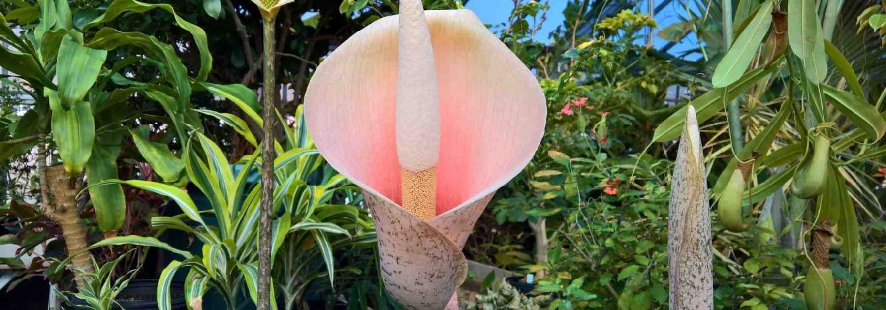 # Amorphophallus: Planting and Care
## Introduction
The *Amorphophallus*, commonly known as the "Voodoo Lily" or "Devil's Tongue," is a fascinating tuberous plant renowned for its spectacular inflorescence and distinctive scent. Native to tropical regions of Asia and Africa, this exotic plant will add an unusual touch to your garden or indoor space.
## Planting
### When to Plant
The best time to plant *Amorphophallus* tubers is in **spring**, once the risk of frost has passed and the soil has warmed up.
### Where to Plant
- **Outdoors**: Choose a **sheltered, partially shaded** spot with well-draining, humus-rich soil.
- **Indoors**: Plant in a **large pot** with drainage holes, using a mix of potting compost and perlite.
### How to Plant
1. **Prepare the soil**: Loosen it and enrich it with compost.
2. **Plant the tuber**: Place it **horizontally**, about **10–15 cm deep**, with the growing tip facing upwards.
3. **Water lightly**: Keep the soil **moist but not waterlogged**.
## Care
### Watering
- **During growth**: Water **regularly**, ensuring the soil stays **damp**.
- **Dormancy period (winter)**: **Reduce watering** significantly to prevent rot.
### Fertilising
Apply a **balanced liquid fertiliser** every **2–3 weeks** during the growing season to support vigorous growth.
### Winter Care
- **In cold climates**: Dig up tubers before the first frost and store them in a **cool, dry place** (10–12°C).
- **In pots**: Move indoors to a frost-free location.
## Common Issues
### Pests & Diseases
- **Slugs and snails**: Protect young shoots with organic deterrents.
- **Root rot**: Avoid overwatering and ensure good drainage.
### Flowering & Scent
The **large, striking flower** emits a strong odour resembling **rotting meat** to attract pollinators—best appreciated from a distance!
## Conclusion
With its dramatic appearance and easy-care nature, *Amorphophallus* is a must-have for exotic plant enthusiasts. Follow these simple guidelines, and you’ll enjoy its unique beauty year after year.
**Tip**: Pair it with ferns or hostas for a striking tropical effect!
---
*Happy gardening!* ????