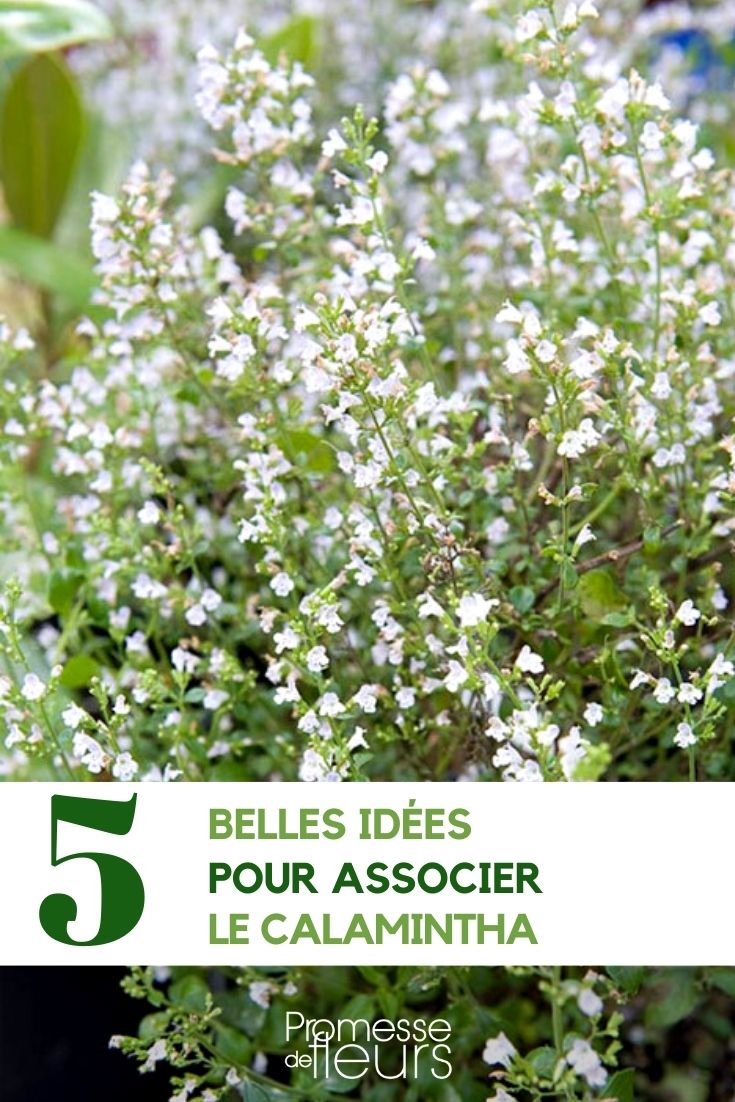 Associate the calamintha Associate the calamintha