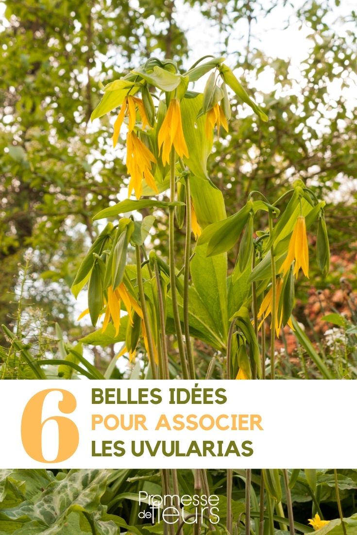 Associate the Bellworts Uvularia Combinations in the Garden
