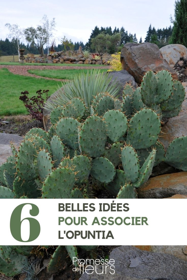 Opuntia or prickly pear cacti: our garden pairing ideas
