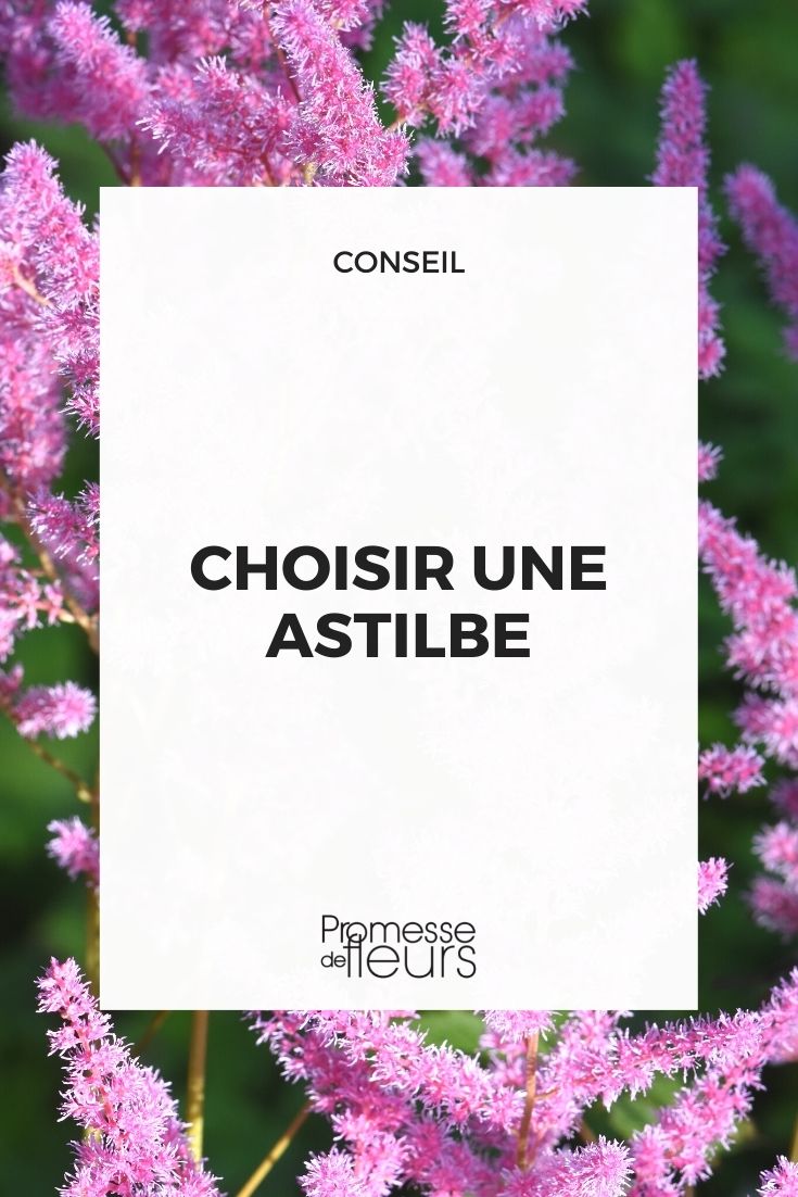[plant_selector title="Choix Astilbe" subtitle="Découvrez nos variétés d'Astilbe disponibles" category="astilbe"]