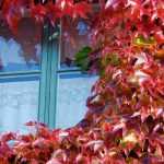 Choosing a virgin vine: the most beautiful varieties