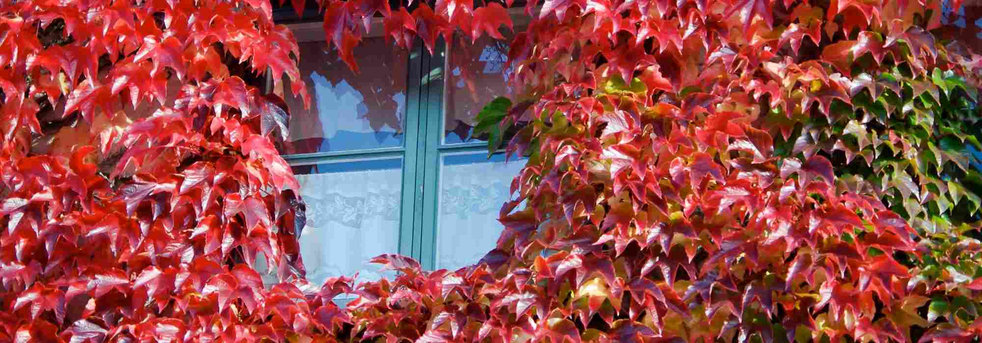 Choosing a virgin vine: the most beautiful varieties