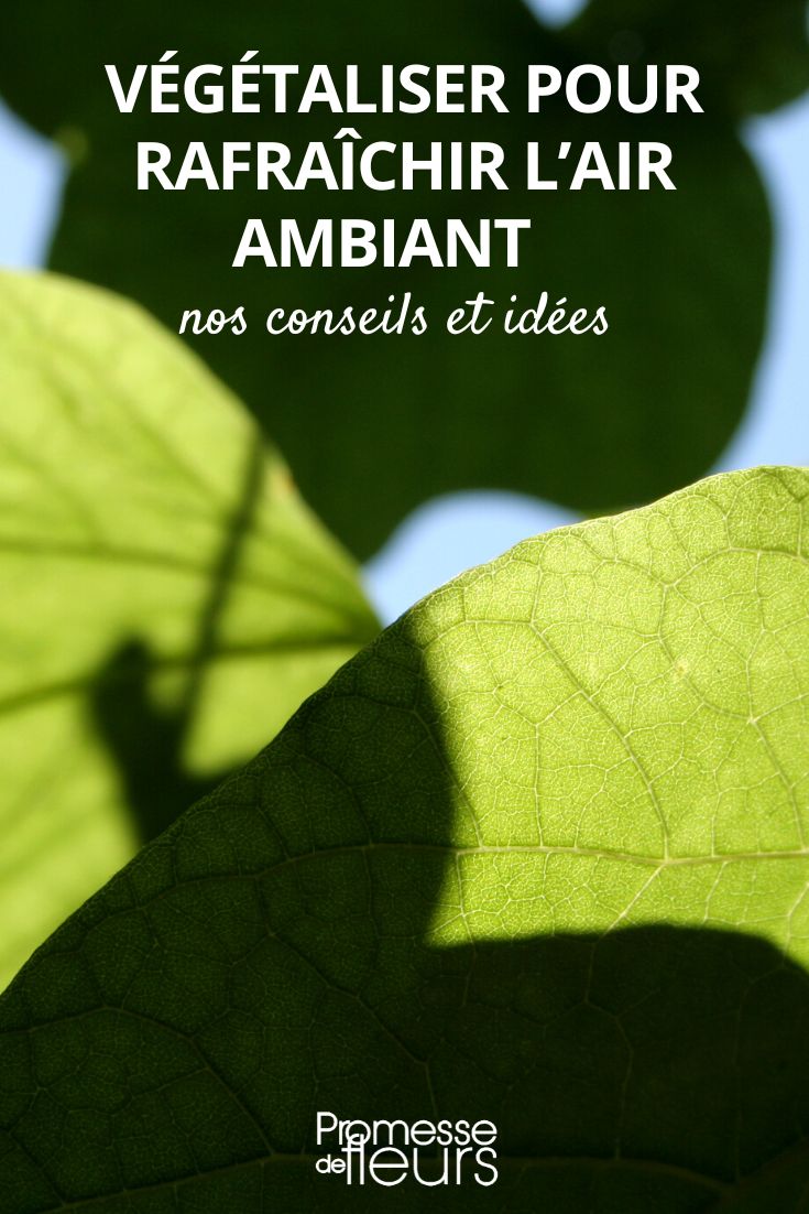 Planting to Refresh the Ambient Air plant shade-loving plants to refresh the area