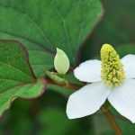 Growing Houttuynia in pots