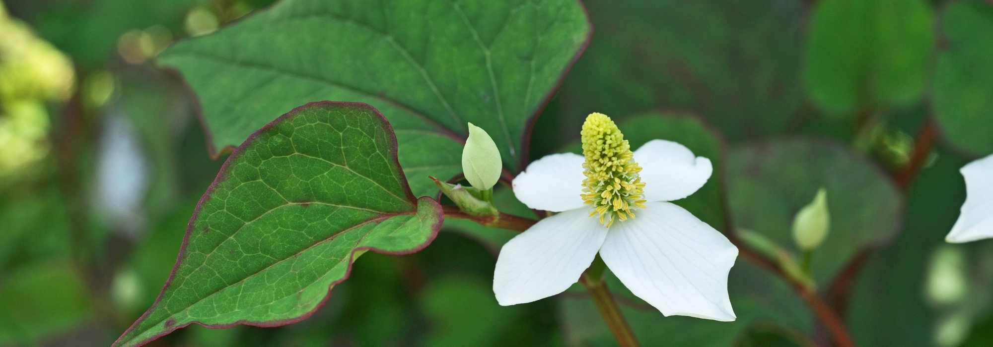 Growing Houttuynia in a pot