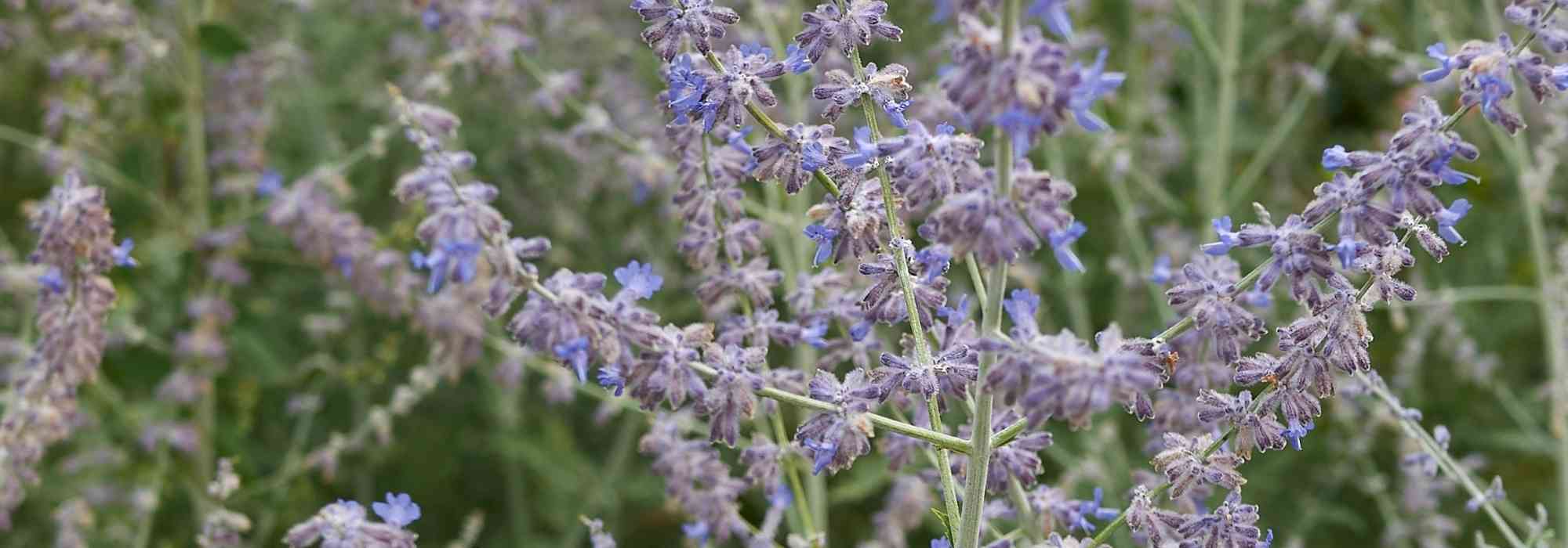 Growing Perovskia in pots