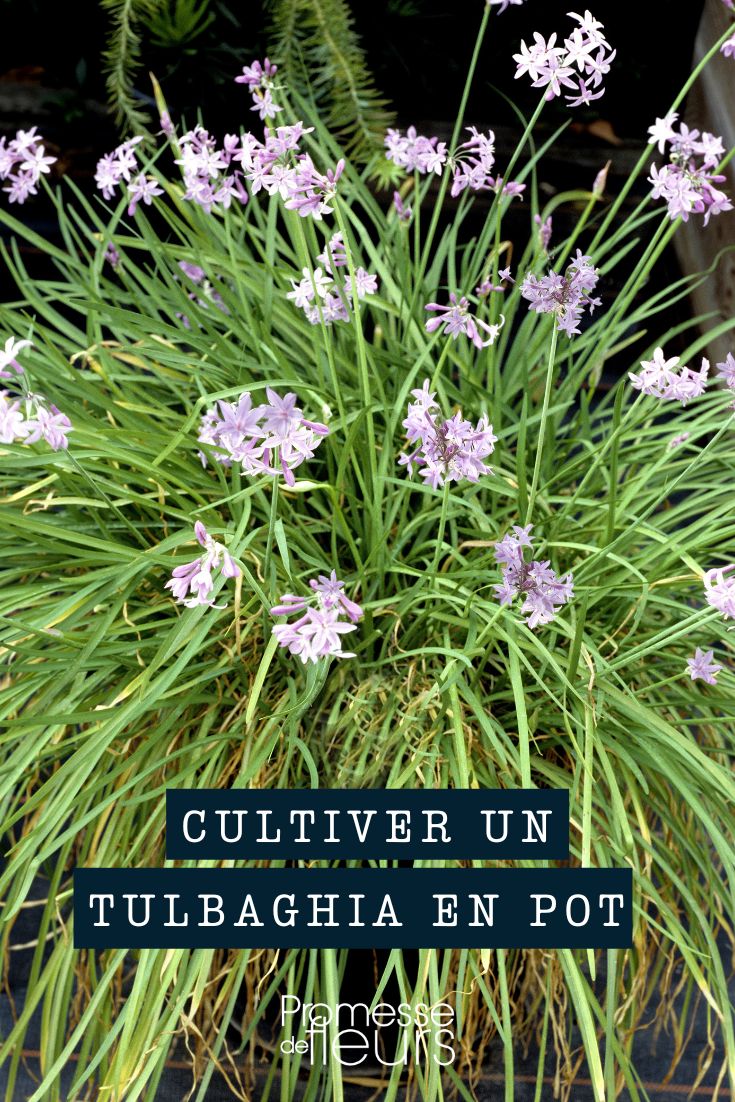 [tulbaghia pot="container" jardinière="planter"]