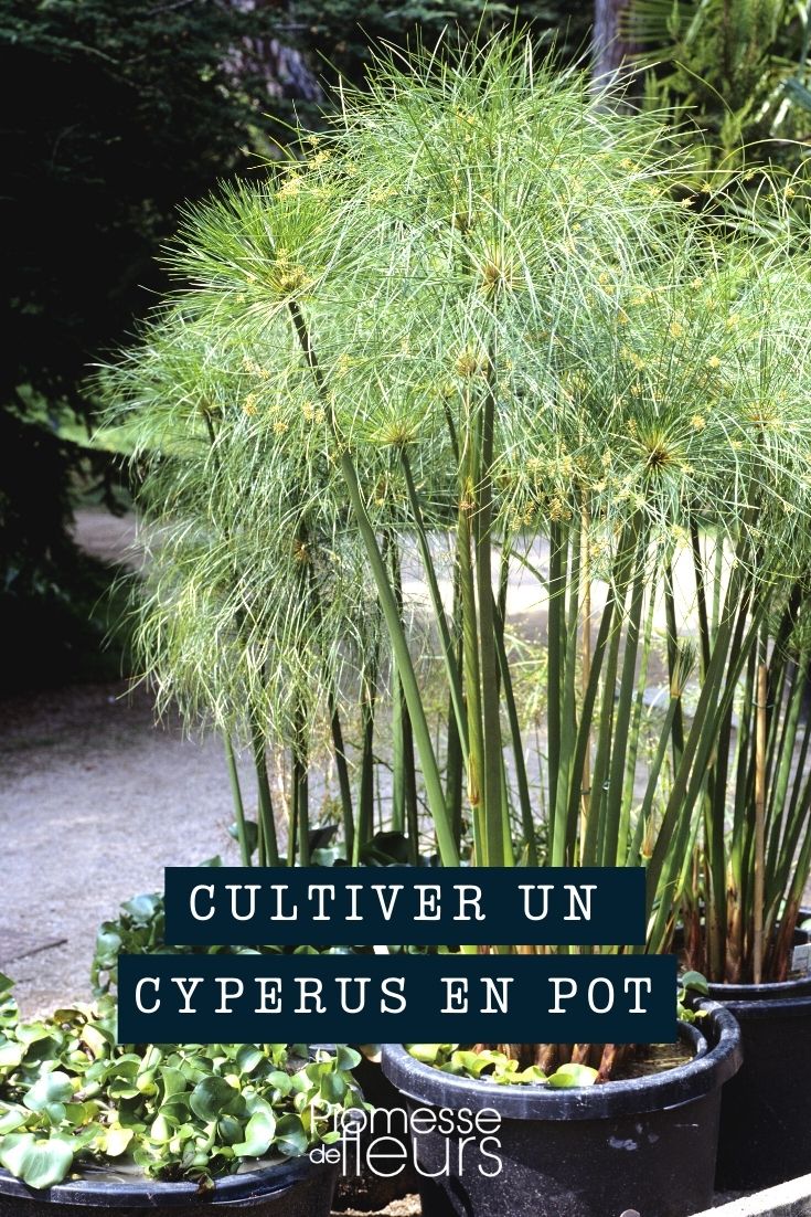 Growing a cyperus in a pot Growing a cyperus in a pot