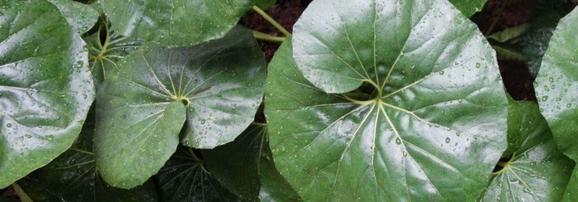 7 perennials with remarkable foliage