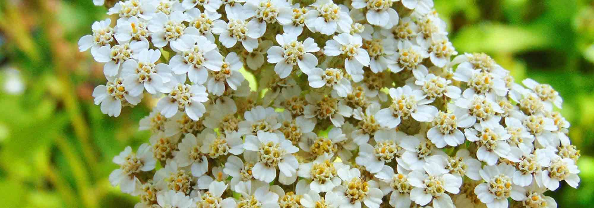 5 White Achilleas to Have in Your Garden
