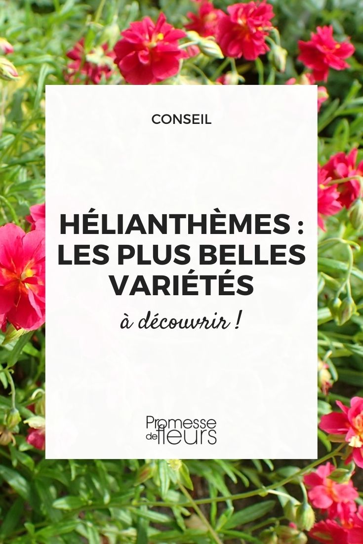 Best Varieties of Sun Roses Rock roses