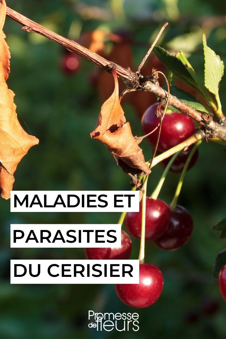 Cherry Tree Diseases and Parasites cherry tree diseases parasites