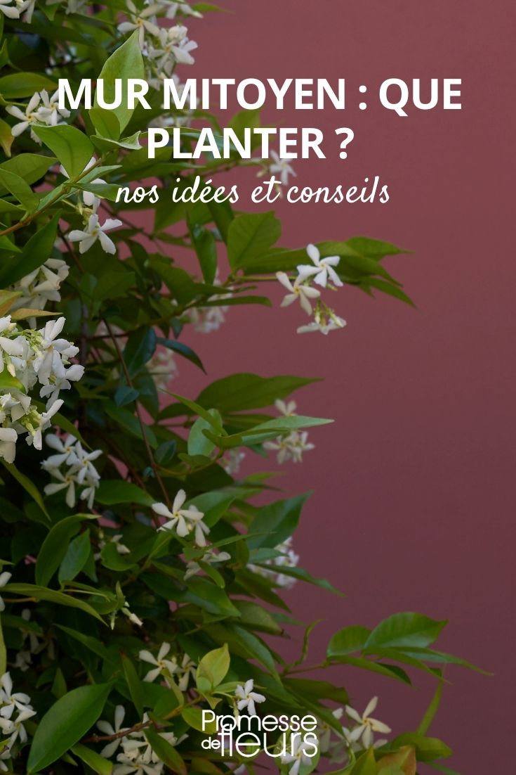 plants for shared wall