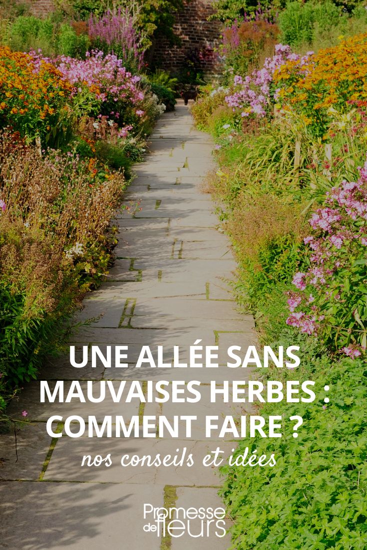 A weed-free pathway: how to achieve it weed the garden path