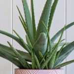 How to grow Aloe vera?