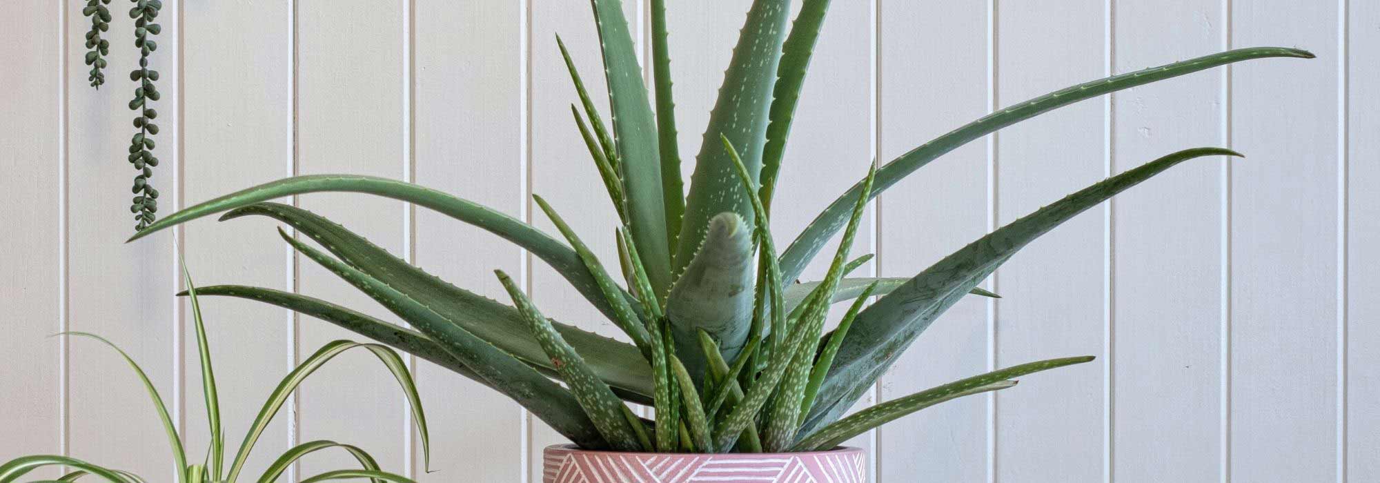 How to grow Aloe vera?
