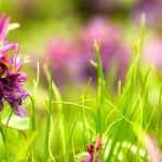 Associate the bulbous Corydalis