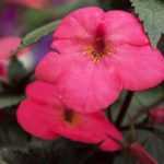 5 ideas for pairing achimenes
