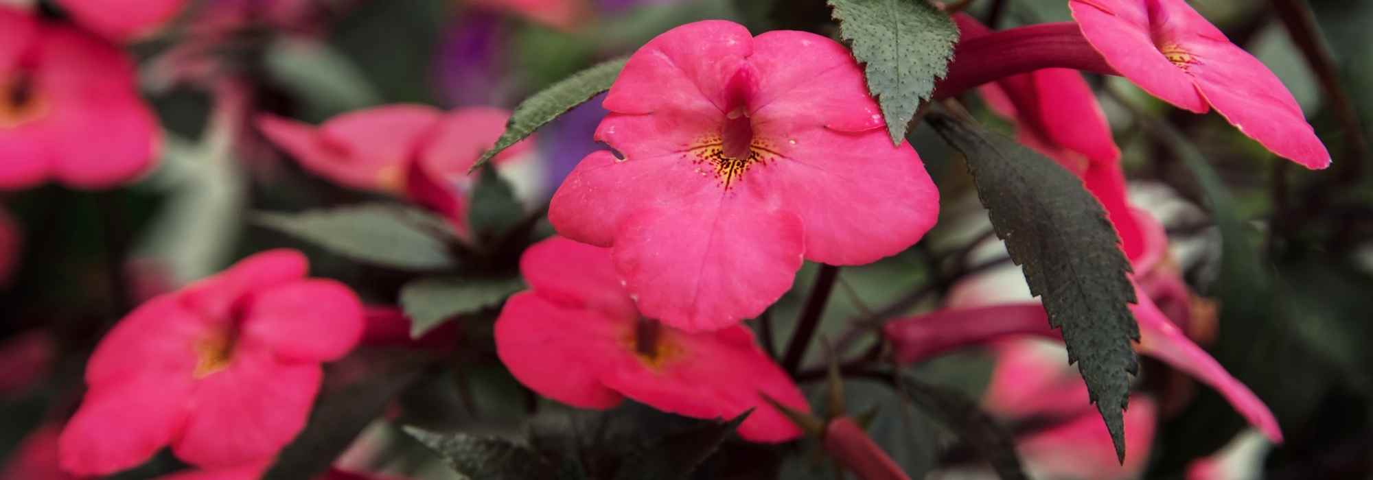 5 ideas for pairing achimenes