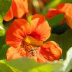 Associate nasturtiums