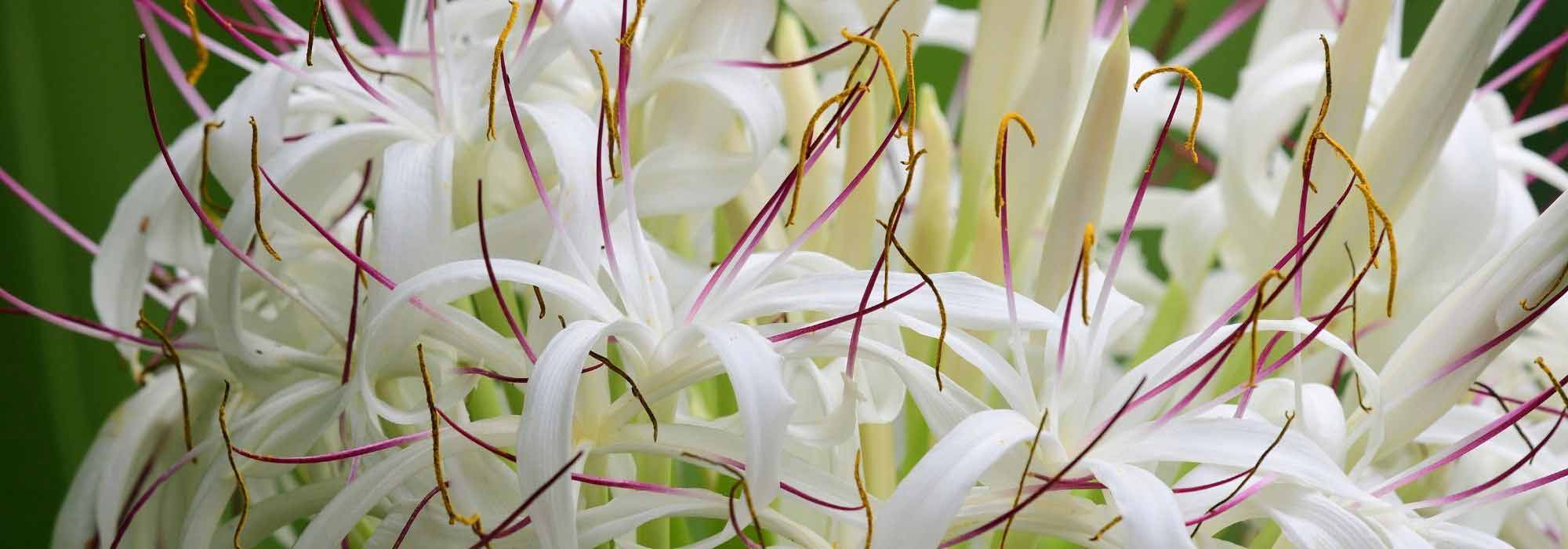 7 exceptional summer flowering bulbs