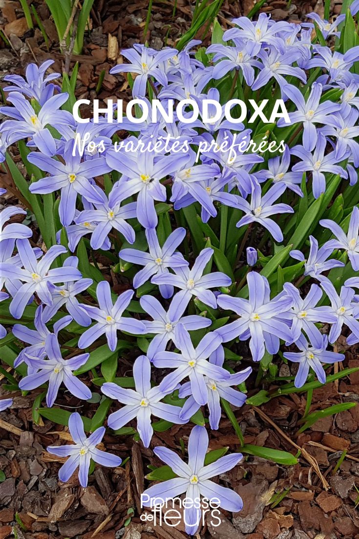 favourite chionodoxa varieties
